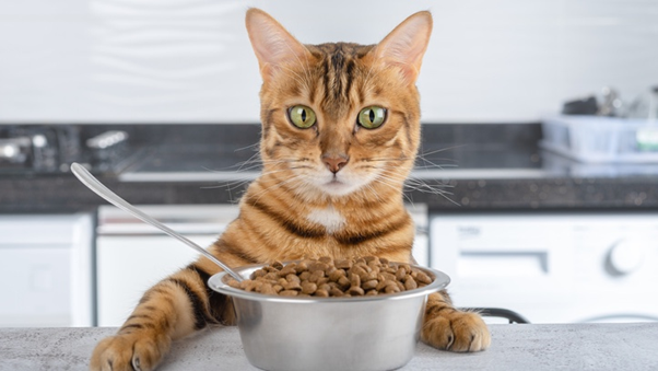premium food for cats