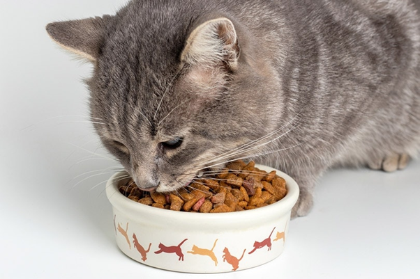 grain free cat food