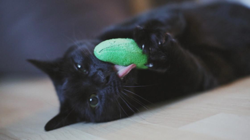 catnip