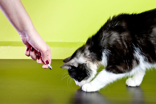 pointers toys for cats