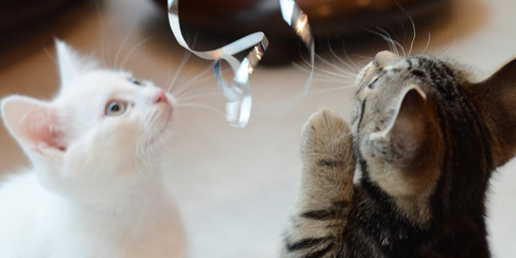 cat need exercise