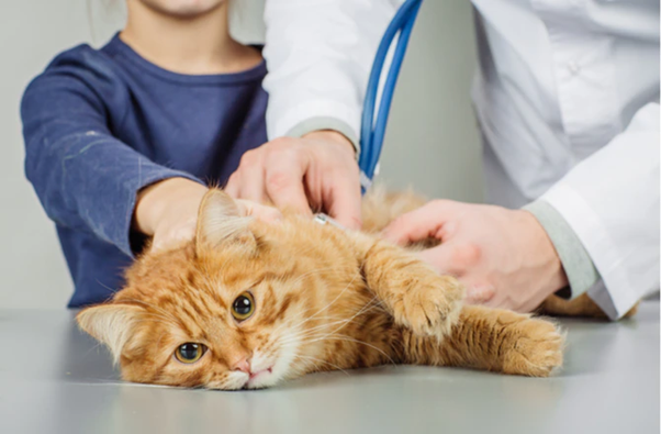 cat diagnosis