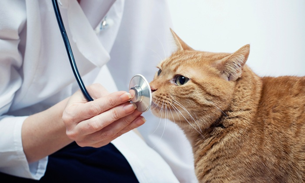 vet cat
