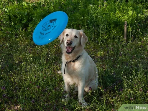 frisbess for dog