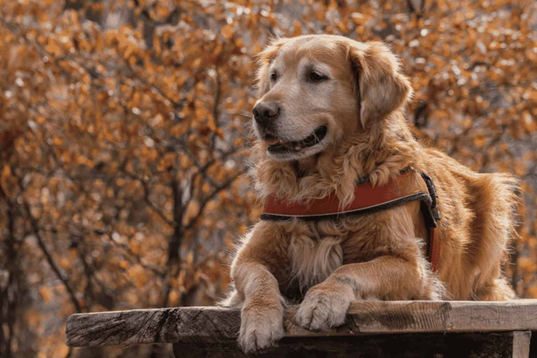 golden retriever breed