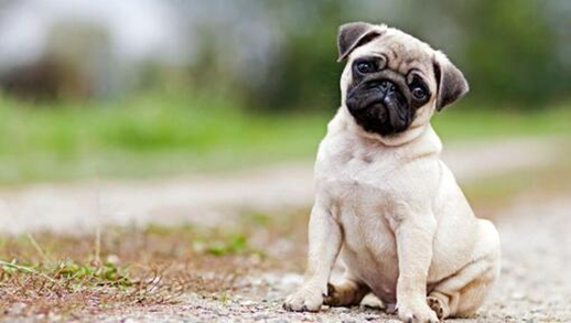 best pug