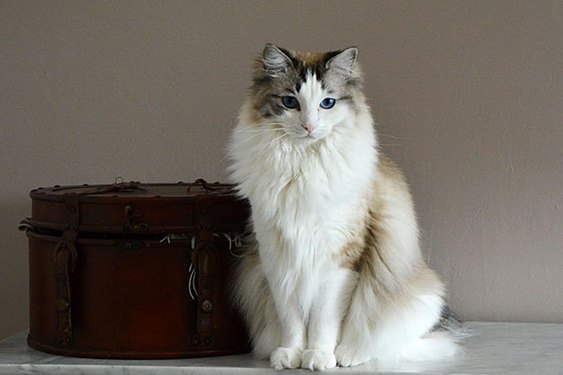 ragdoll cats
