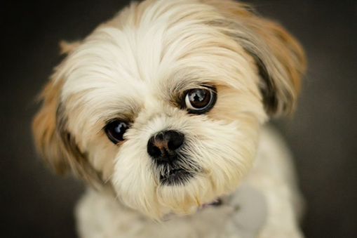 shih tzu dog