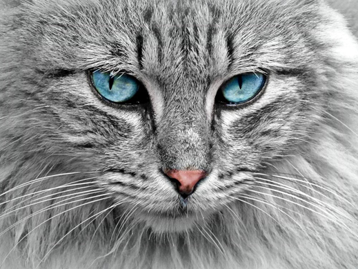 best cat breeds