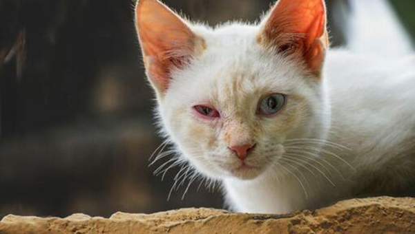 conjunctivits cat infections