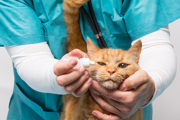 remedies for cat eye infections